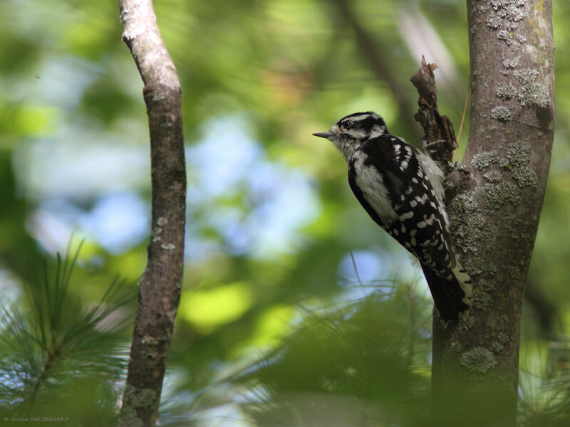 Downy Woodpecker female, identification