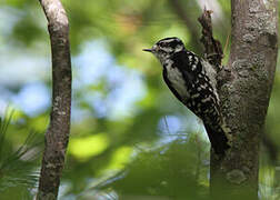 Downy Woodpecker