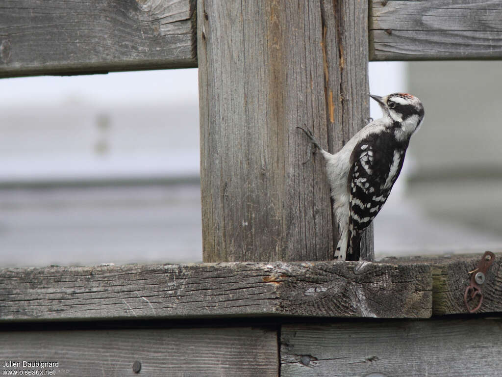 Downy Woodpeckerjuvenile, identification