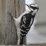 Pic Mineur Dryobates Pubescens