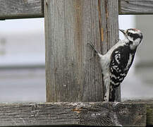 Downy Woodpecker