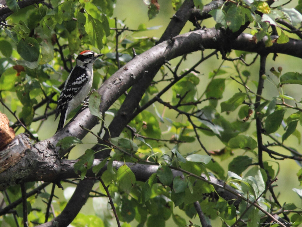 Downy Woodpecker male juvenile, identification