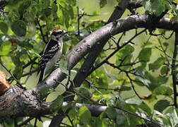 Downy Woodpecker