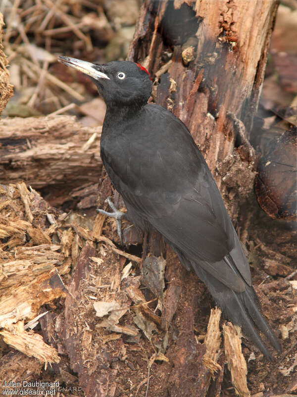 Black Woodpecker female adult, identification