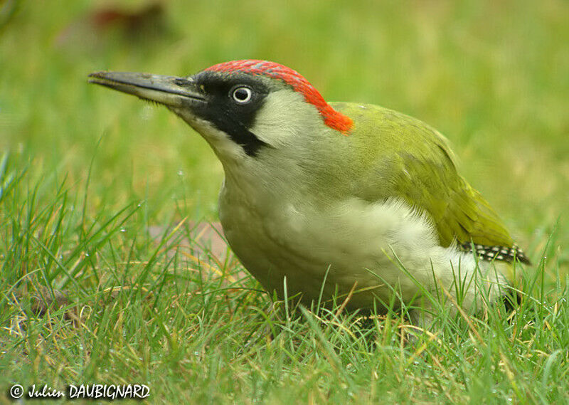 European Green Woodpecker female