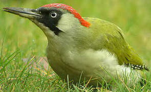 European Green Woodpecker