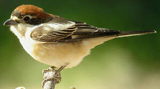 Woodchat Shrike