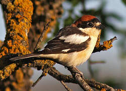 Woodchat Shrike