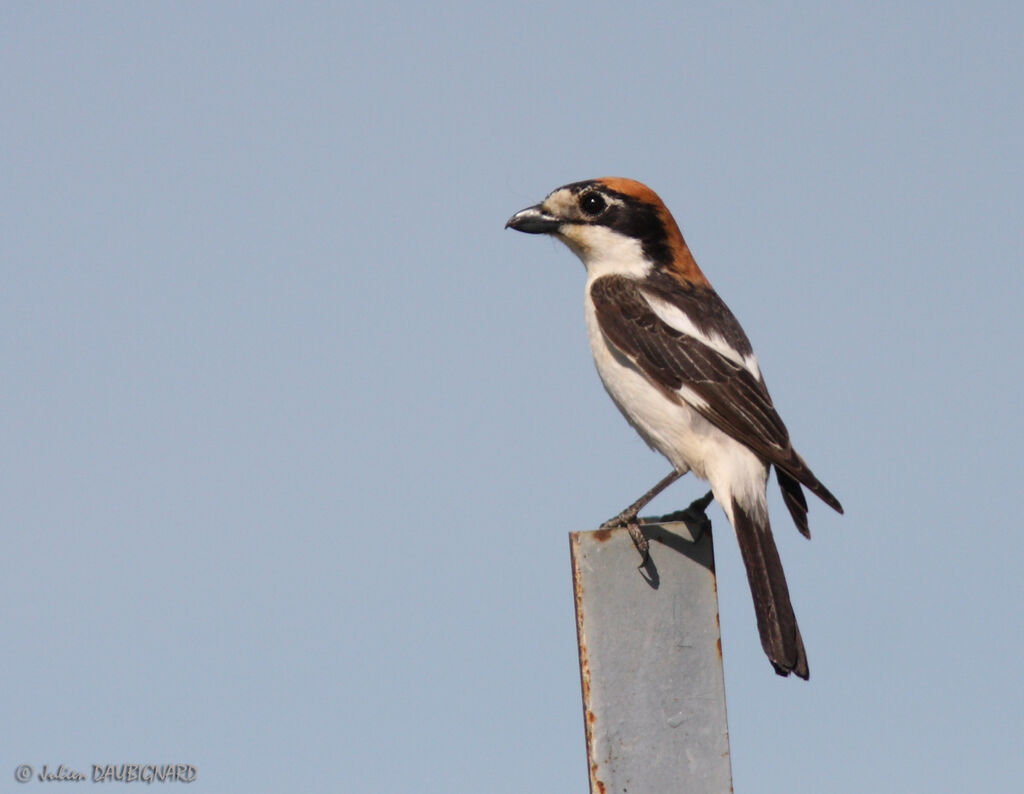 Woodchat Shrike, identification