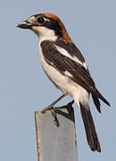 Woodchat Shrike