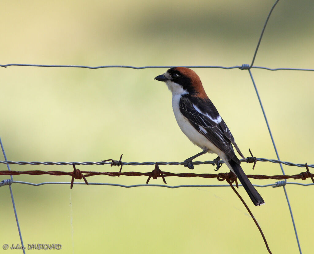 Woodchat Shrike, identification