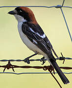 Woodchat Shrike