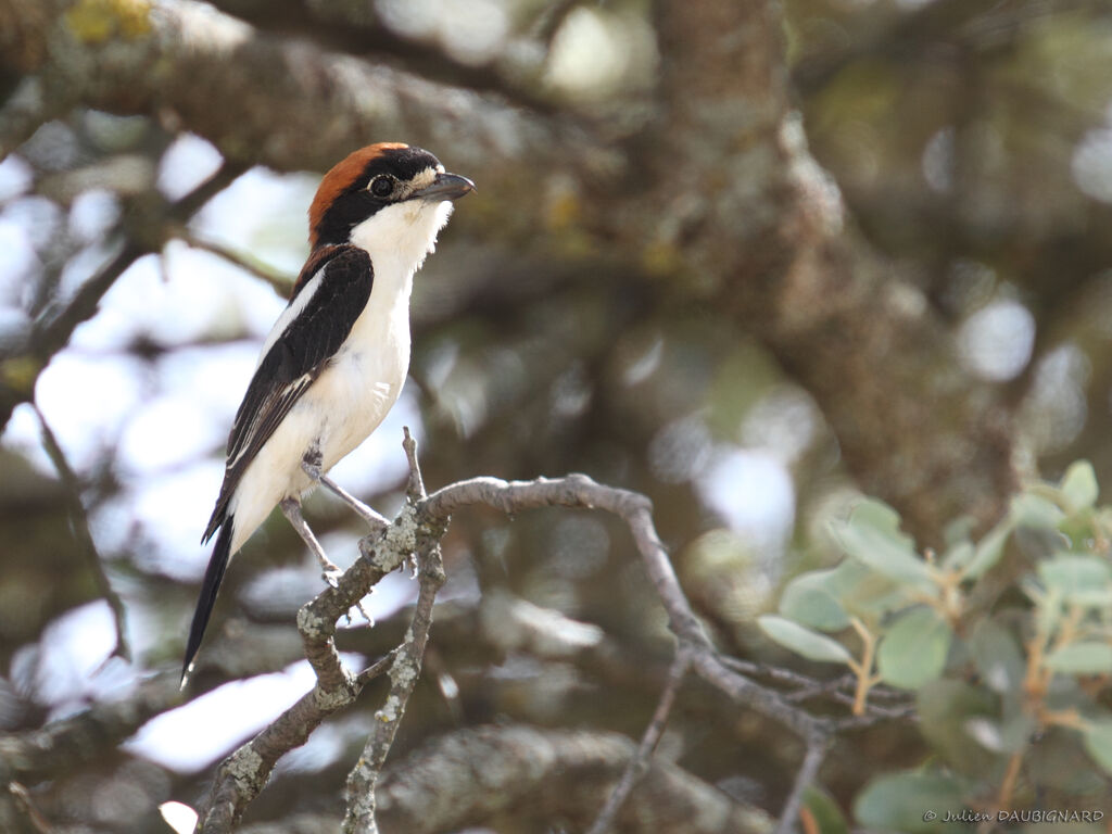 Woodchat Shrike, identification