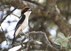 Woodchat Shrike