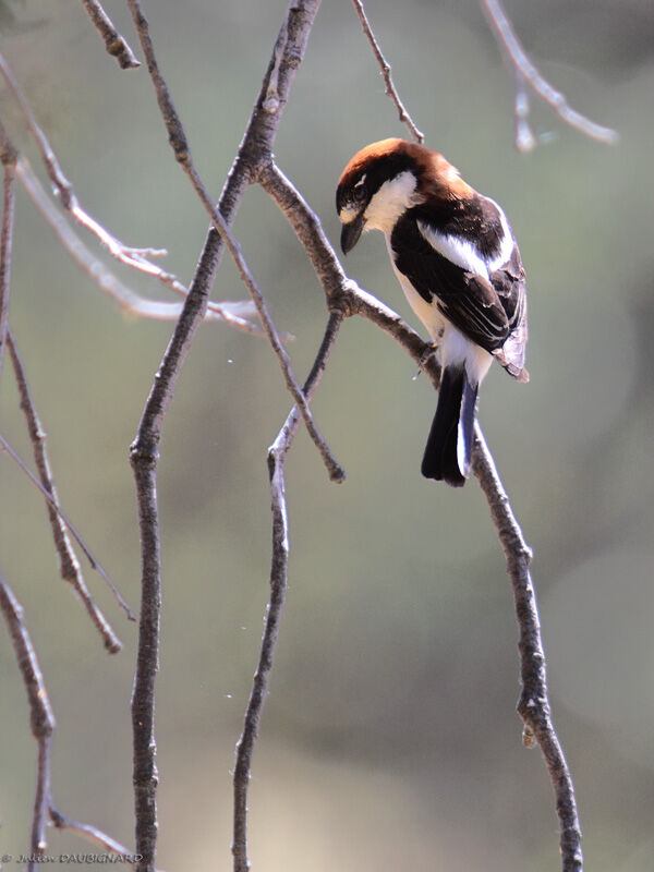 Woodchat Shrike, identification