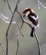 Woodchat Shrike