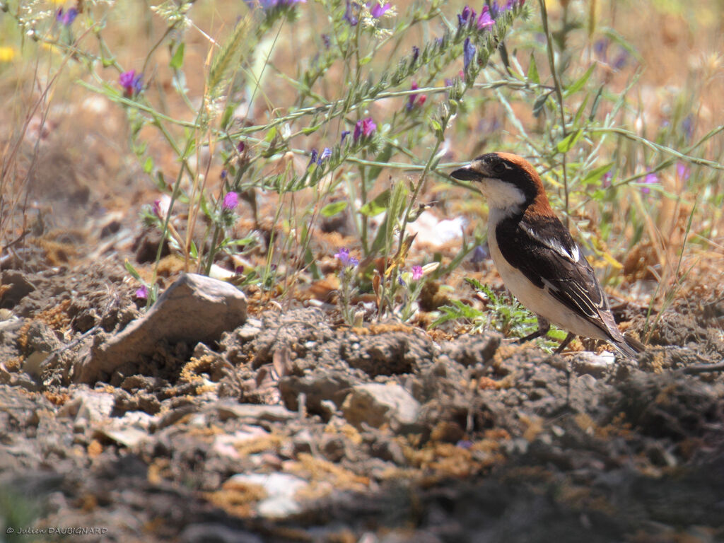 Woodchat Shrike, identification