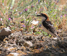 Woodchat Shrike