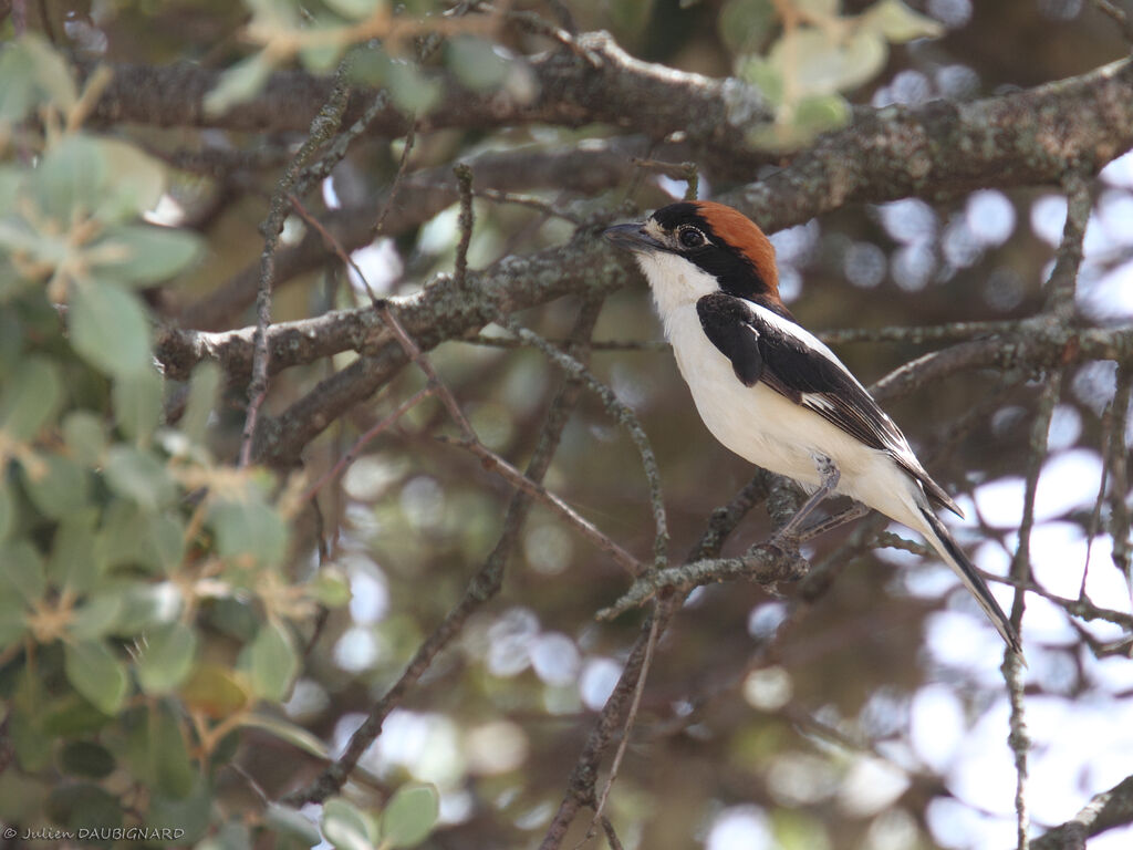 Woodchat Shrike, identification