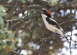 Woodchat Shrike