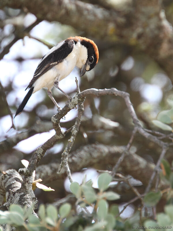 Pie-grièche à tête rousse, identification