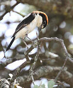 Woodchat Shrike