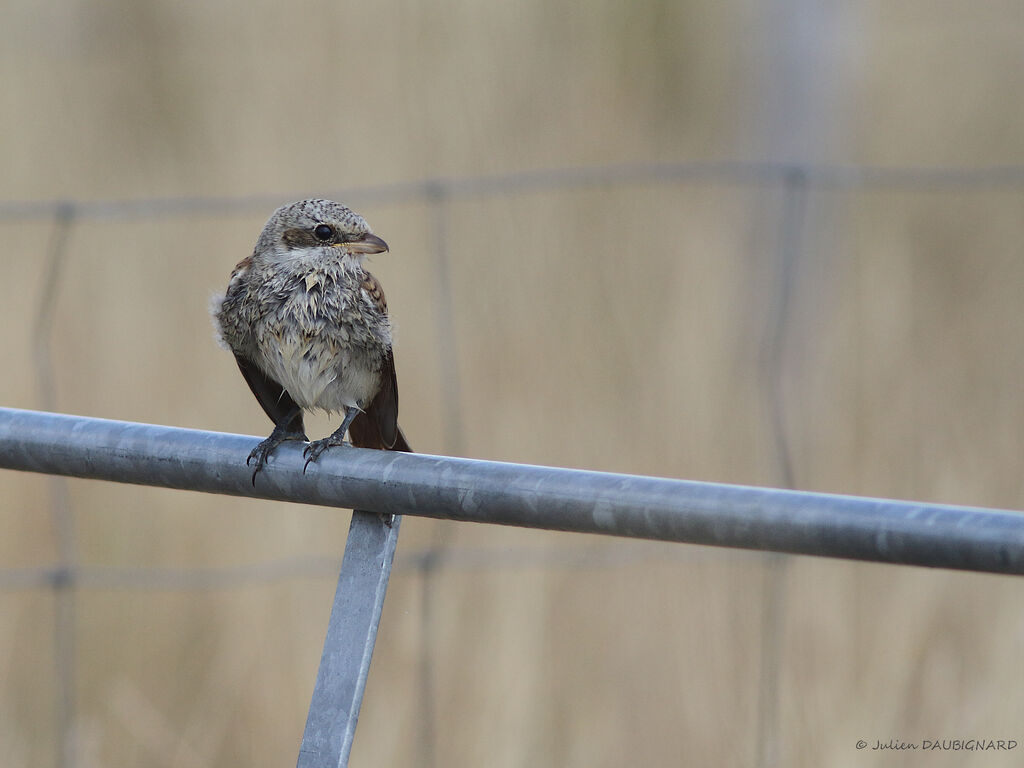 Red-backed Shrikejuvenile, identification