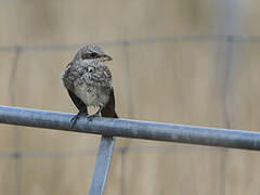 Red-backed Shrike