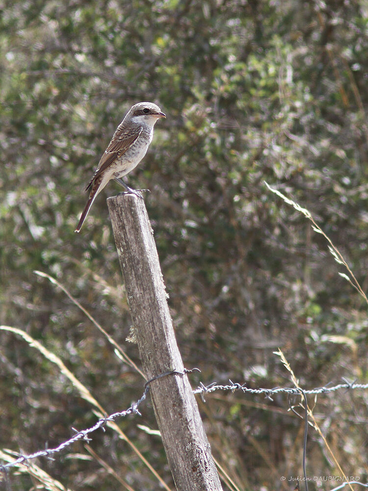 Pie-grièche écorcheur, identification