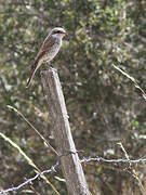 Red-backed Shrike