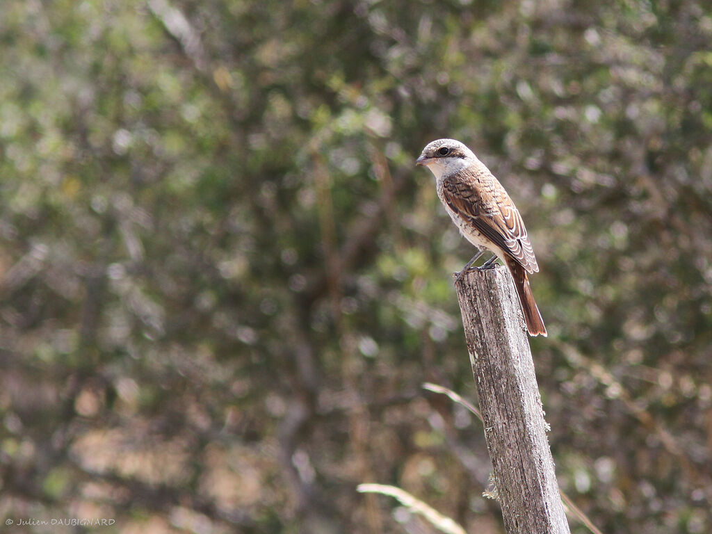 Red-backed Shrike, identification