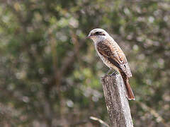 Red-backed Shrike