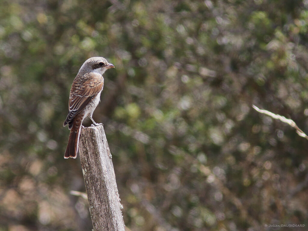 Red-backed Shrike, identification