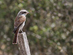 Red-backed Shrike