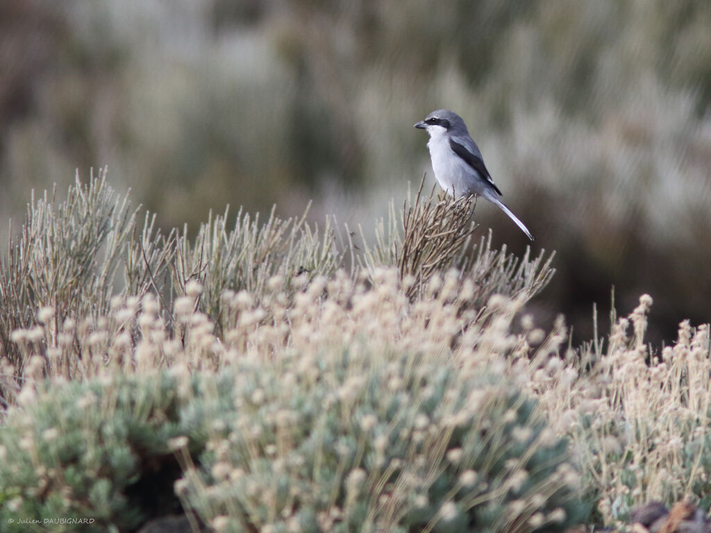 Great Grey Shrike