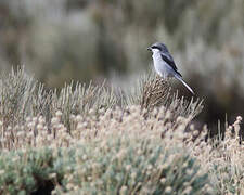 Great Grey Shrike