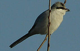 Great Grey Shrike