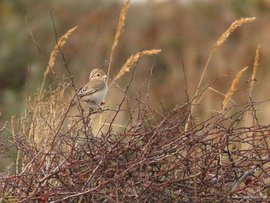 Pie-grièche isabelle, identification