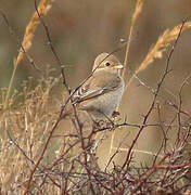 Isabelline Shrike