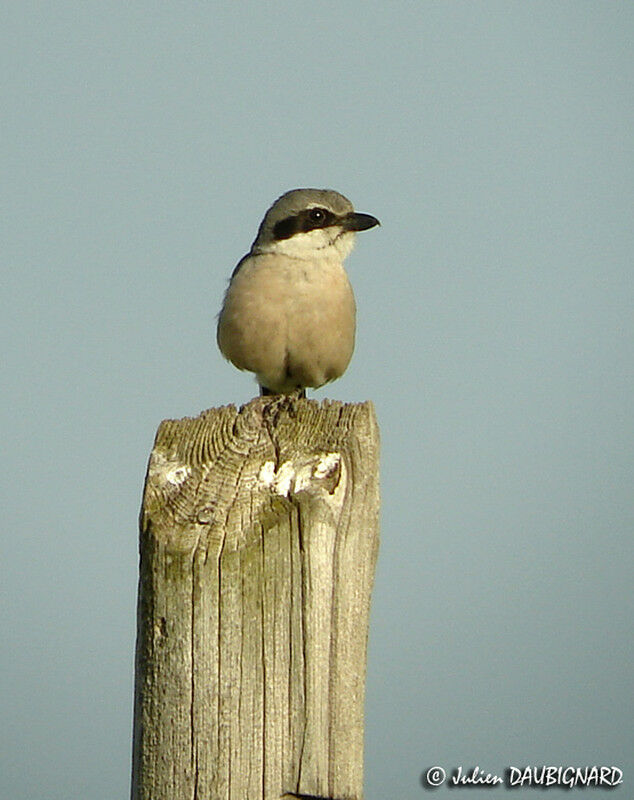 Iberian Grey Shrike