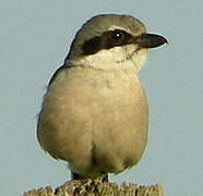 Iberian Grey Shrike