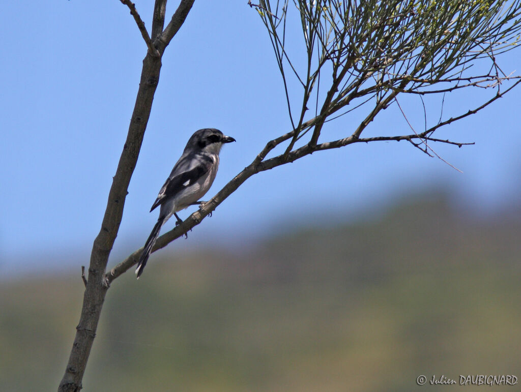 Iberian Grey Shrike, identification