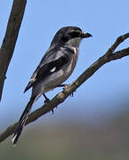 Iberian Grey Shrike