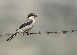 Iberian Grey Shrike