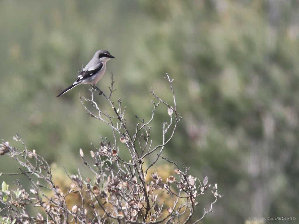 Iberian Grey Shrikeadult