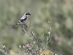 Iberian Grey Shrike