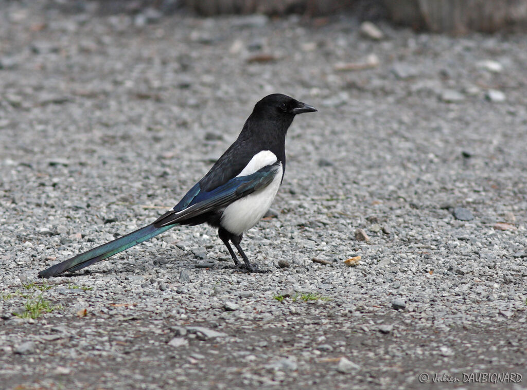 Eurasian Magpie, identification