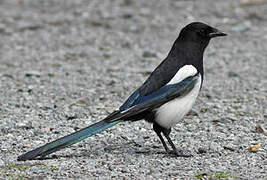 Eurasian Magpie