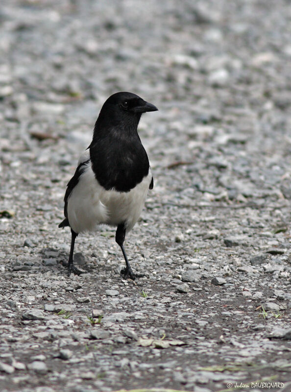 Pie bavarde, identification