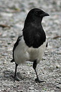 Eurasian Magpie